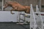 2 Year Old Filly