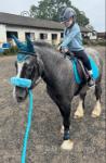 12.2hh Riding Gelding 