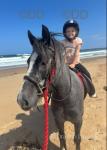 12.2hh Riding Gelding 