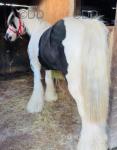 Gelding 