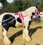 Gelding 