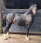 Fronarth Leonardo, Welsh Section C Gelding 