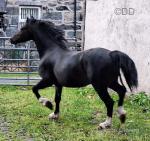 Fronarth Leonardo, Welsh Section C Gelding 