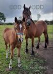 Pennal Welsh Dancer, 14.3hh Welsh Section D Broodmare with Filly Foal at Foot 