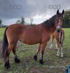 Pennal Welsh Dancer, 14.3hh Welsh Section D Broodmare with Filly Foal at Foot 