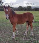 Pennal Welsh Dancer, 14.3hh Welsh Section D Broodmare with Filly Foal at Foot 