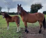 Pennal Welsh Dancer, 14.3hh Welsh Section D Broodmare with Filly Foal at Foot 