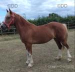 Cilybebyll Indeg, reg Welsh sec D broodmare scanned in foal to Cwmenfys Royal Elddwen. Due May/June 2026.