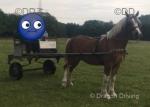 Cilybebyll Indeg, 14.1hh Welsh Section D Broodmare in Foal