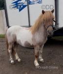 10hh Ride and Drive Gelding 