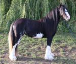Filly