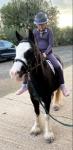 Filly