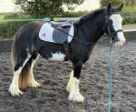 Filly