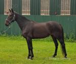 Just Look At Me, fully registered Standardbred mare, 15 years old and 15hh. Broken to ride and drive, fun active mare that enjoys her work without getting hot headed, etc... 