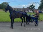 Just Look At Me, 15hh Standardbred Ride and Drive Mare