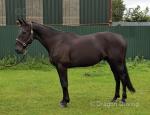 Rock N Roll Writer, fully registered Standardbred gelding, he is 15.2hh and 8 years, old. Suitable for any ability of rider looking for a safe happy hacker, broken to ride and drive. 