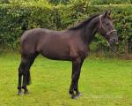 Rock N Roll Writer, 15.2hh Standardbred Ride and Drive Gelding