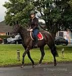 Rock N Roll Writer, 15.2hh Standardbred Ride and Drive Gelding