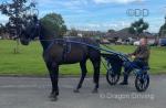 Rock N Roll Writer, 15.2hh Standardbred Ride and Drive Gelding