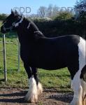 Kitt 7 year old ride and drive mare. This one of a kind horse you don't find them to often like her. She's amazing animal absolute gem in every way. 