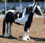 Driving mares 12.1hh, 4 and 6 year old. Drive singles and pair. Have been sat on. 