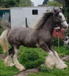 Very good filly for sale, just been broke in. Standing at 13.2hh she'll make 15hh. Microchip and passport. Very quiet. 