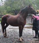 Brynithon Valkyrie, 14.3hh Welsh Section D Mare