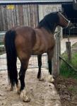 Brynithon Valkyrie, 14.3hh Welsh Section D Mare