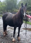 Bryn Bach Lady Christine, Welsh Section D Mare