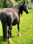 Bryn Bach Lady Christine, Welsh Section D Mare