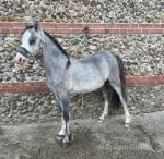 WPB Yearling Colt