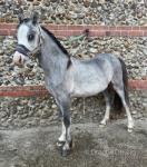 WPB Yearling Colt