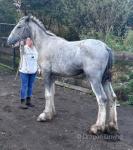 Shire Colt 