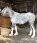 Shire Colt 
