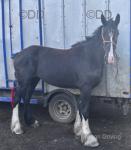 Shire Filly