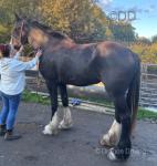 Shire Filly