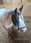 Bombproof cob 12.2hh 3 years old, won't get much bigger. Ride and drive gelding. Lives in or out with mares or other geldings. Safest pony going looked after by a child. 