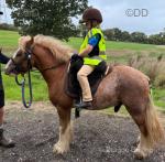 Muffin, 11hh Ride and Drive Gelding 