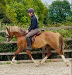 13.3hh Riding Mare