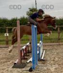 13.3hh Riding Mare