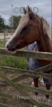 13.3hh Riding Mare