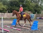 Ruby, 16.1hh Riding Mare