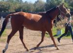 Ruby, 16.1hh Riding Mare