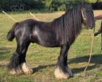 12hh Stallion