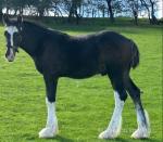 Shire Colt Foal