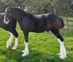 Shire Colt Foal