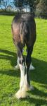 Shire Colt Foal