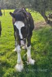 Shire Colt Foal