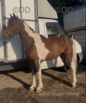 Here we have a very chancy gelding horse, he is 3 years old and stands at 14.1hh. He is a genuine half bred, just what everyone is after these days. 