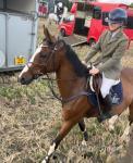 16.2hh Riding Gelding